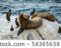Seal of La Jolla 58365638