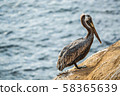 Pelican of La Jolla 58365639