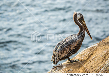 拉霍亞鵜鶘 58365639