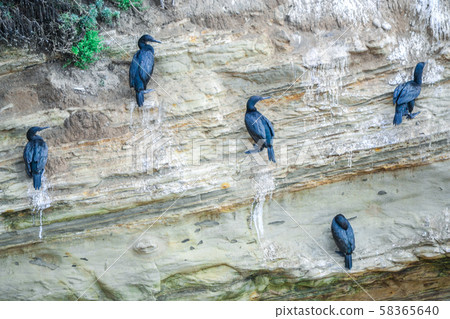 La Jolla Sea Ridge 58365640