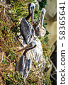 Pelican of La Jolla 58365641