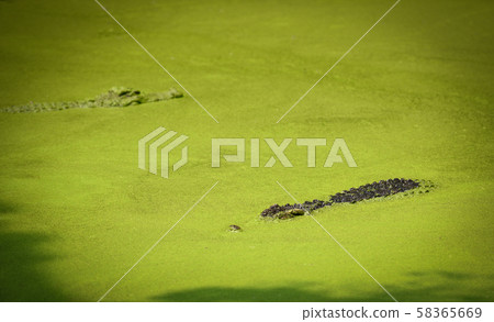 Crocodile floating in water river and waiting for Crocodile floating in water river and waiting for 58365669