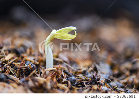 Close up Organic Sprouting beans on Cultivated Close up Organic Sprouting beans on Cultivated 58365691