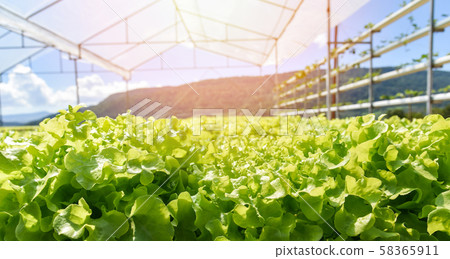 young and fresh lettuce salad green oak growing 58365911