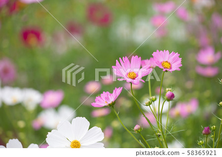 Autumn satoyama cosmos field 58365921