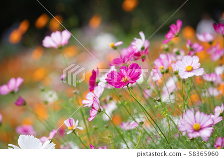 Autumn satoyama cosmos field 58365960
