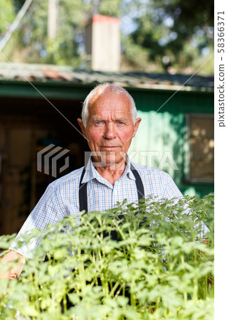 Elderly gardener with seedling 58366371