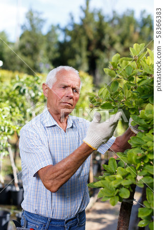 Gardener checking trees branches 58366383