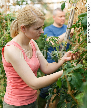 Serious couple of gardeners attentively looking tomatoes seedlings Serious couple of gardeners attentively looking tomatoes seedlings 58366554