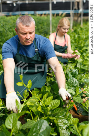 Man and woman horticulturistes arranging vine spinach Man and woman horticulturistes arranging vine spinach 58366598