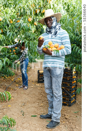 Owner of orchard harvesting peaches Owner of orchard harvesting peaches 58366640