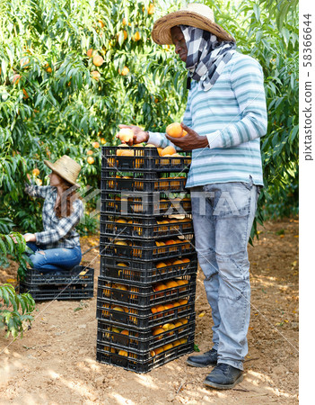 Successful male owner of orchard gathering harvest of ripe peaches on sunny day Successful male owner of orchard gathering harvest of ripe peaches on sunny day 58366644