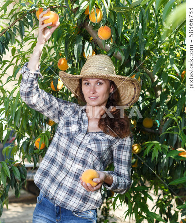Female owner of orchard harvesting peaches Female owner of orchard harvesting peaches 58366733