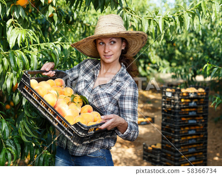 Woman holding box with harvested peaches Woman holding box with harvested peaches 58366734