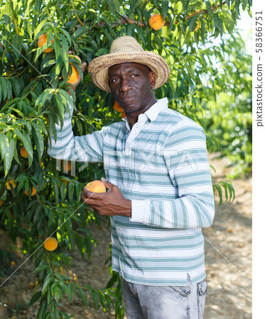 Farmer harvesting peaches Farmer harvesting peaches 58366751
