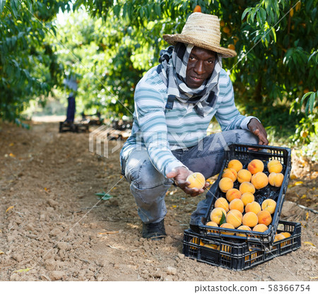 Farmer with boxes of peaches Farmer with boxes of peaches 58366754