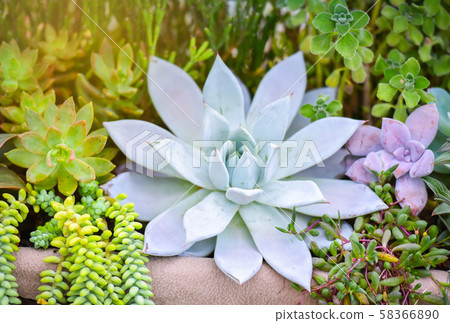 Succulent plant various types beautiful growing 58366890