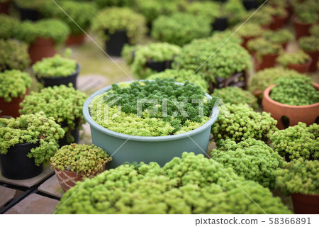 Miniature succulent plant beautiful / Mix of 58366891