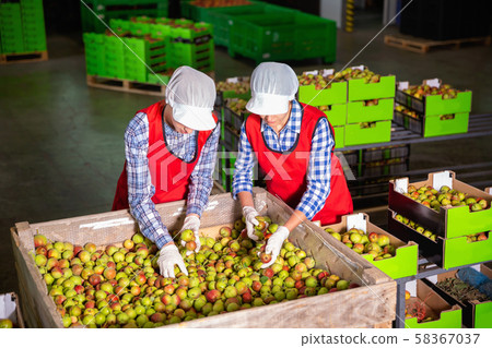 Young woman employee working at a fruit warehouse, preparing a pears for packaging and storing 58367037