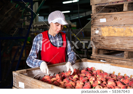 Woman employee working at a fruit warehouse, preparing a peaches for packaging Woman employee working at a fruit warehouse, preparing a peaches for packaging 58367043