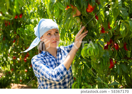 Young female horticulturist in kerchief during harvesting of nectarines Young female horticulturist in kerchief during harvesting of nectarines 58367170