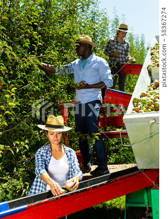 Farmers picking pears on harvesting platform Farmers picking pears on harvesting platform 58367274