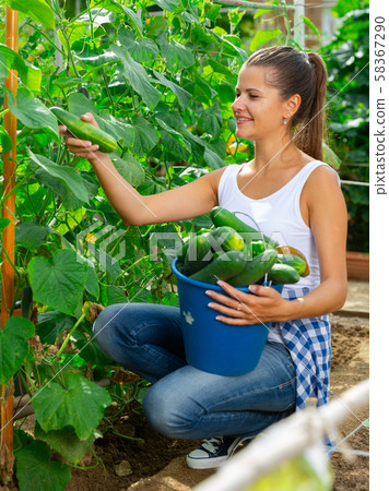 Young woman gardener during harvesting of fresh cucumbers Young woman gardener during harvesting of fresh cucumbers 58367290