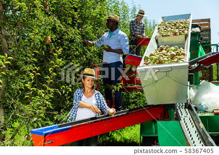 Workers picking pears on harvesting platform Workers picking pears on harvesting platform 58367405