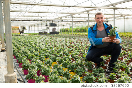 Farmer checking tomato seedlings Farmer checking tomato seedlings 58367690