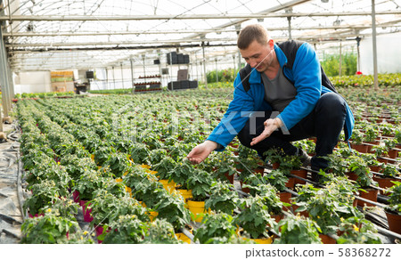 Man taking care of tomato seedlings Man taking care of tomato seedlings 58368272