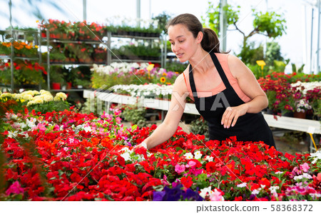 Friendly smiling female florist holding a pot with a begonia plants in the hothouse 58368372