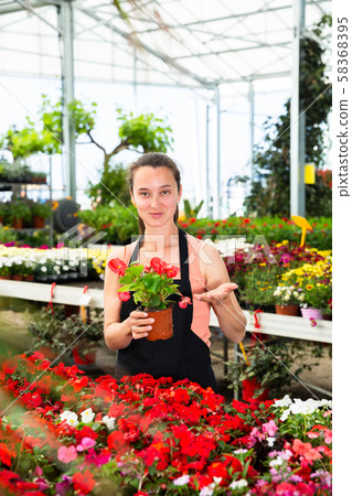 Positive female florist in apron working with begonia plants in hothouse indoors Positive female florist in apron working with begonia plants in hothouse indoors 58368395