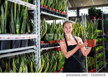Young female gardener showing plant of Sansevieria Laurenti in pots Young female gardener showing plant of Sansevieria Laurenti in pots 58368419
