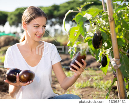 Young female gardener during harvesting of eggplants in garden Young female gardener during harvesting of eggplants in garden 58368481