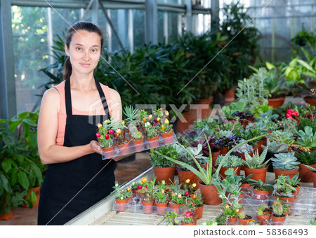 Positive woman holding a tray with cactuses in orangery Positive woman holding a tray with cactuses in orangery 58368493