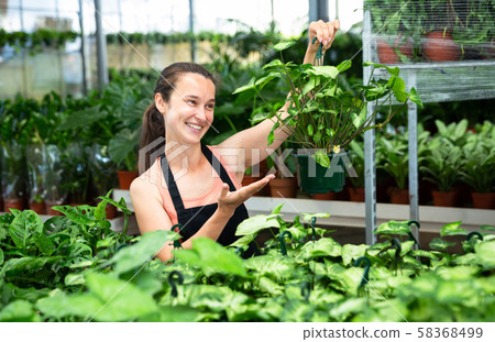 Girl florist demonstrating dieffenbachia 58368499