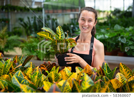 Woman florist satisfied with her dieffenbachia plants in greenhouse 58368607