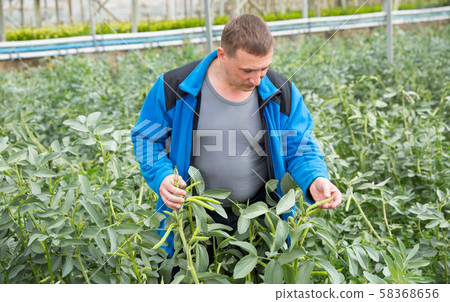 Man taking care of faba bean plants Man taking care of faba bean plants 58368656