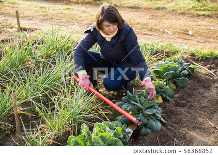 Woman hoeing in garden Woman hoeing in garden 58368852
