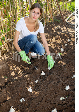 Young woman weeds the garden beds garlic 58368909