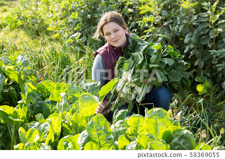 Woman harvesting giant chard Woman harvesting giant chard 58369055