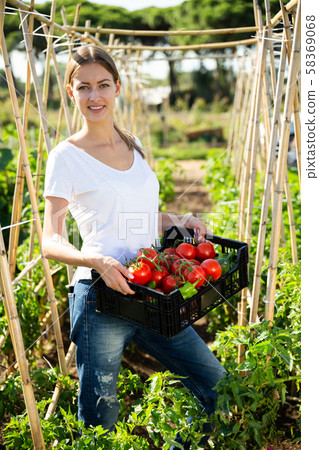Girl farmer harvesting tomatoes in the garden Girl farmer harvesting tomatoes in the garden 58369068