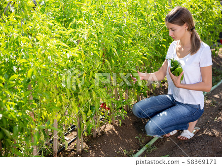 Positive young woman harvests bell peppers in the garden 58369171