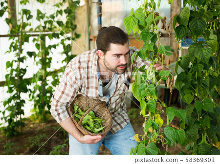 Farmer harvesting green peas in a greenhouse 58369301