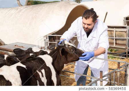 Adult man farmer is taking care newborn calf 58369458