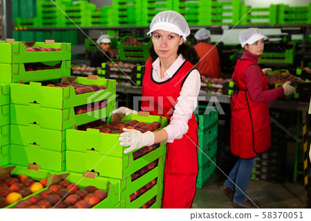 Female in process of sorting and packaging apricots Female in process of sorting and packaging apricots 58370051