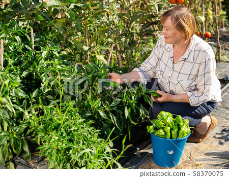 Mature woman harvesting green peppers Mature woman harvesting green peppers 58370075