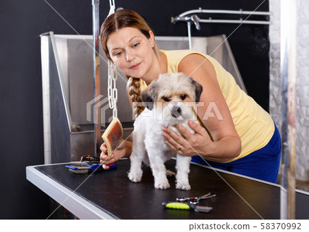 Cute havanese puppy getting treatments by female pet groomer in salon 58370992