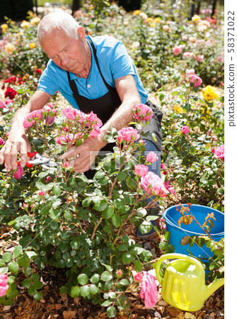 Male cutting branches of blooming roses Male cutting branches of blooming roses 58371022