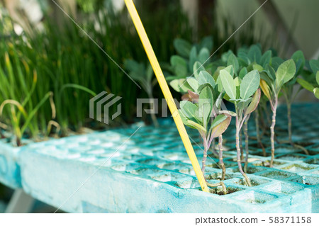 Cabbage seedlings 58371158